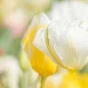 ヒメ日記 2025/02/26 16:45 投稿 あすか Club Paradise（クラブパラダイス）