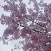 ヒメ日記 2025/03/27 20:23 投稿 あすか Club Paradise（クラブパラダイス）