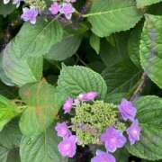 ヒメ日記 2025/06/02 08:30 投稿 吹雪さくら セレブショップ新宿（東京ハレ系）