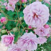 ヒメ日記 2025/01/05 23:52 投稿 静香／しずか 五反田アネージュ（ユメオト）