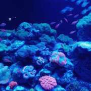 ヒメ日記 2025/03/04 16:20 投稿 静香／しずか 五反田アネージュ（ユメオト）