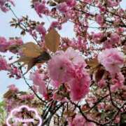 ヒメ日記 2025/04/10 18:32 投稿 静香／しずか 五反田アネージュ（ユメオト）