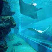 ヒメ日記 2025/04/23 06:55 投稿 静香／しずか 五反田アネージュ（ユメオト）