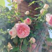 ヒメ日記 2025/05/04 14:03 投稿 静香／しずか 五反田アネージュ（ユメオト）