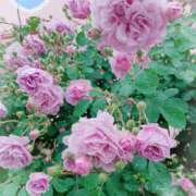 ヒメ日記 2025/05/07 23:59 投稿 静香／しずか 五反田アネージュ（ユメオト）