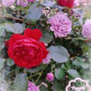 ヒメ日記 2025/05/16 23:12 投稿 静香／しずか 五反田アネージュ（ユメオト）