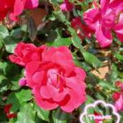 ヒメ日記 2025/05/16 23:19 投稿 静香／しずか 五反田アネージュ（ユメオト）