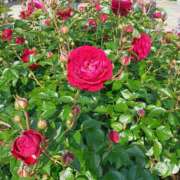 ヒメ日記 2025/06/26 23:54 投稿 静香／しずか 五反田アネージュ（ユメオト）