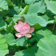 ヒメ日記 2025/07/04 19:12 投稿 静香／しずか 五反田アネージュ（ユメオト）