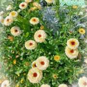 ヒメ日記 2025/07/27 02:37 投稿 静香／しずか 五反田アネージュ（ユメオト）