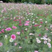 ヒメ日記 2025/10/28 00:39 投稿 静香／しずか 五反田アネージュ（ユメオト）