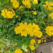 ヒメ日記 2025/10/30 01:29 投稿 静香／しずか 五反田アネージュ（ユメオト）