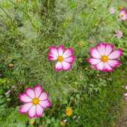 ヒメ日記 2025/11/11 01:45 投稿 静香／しずか 五反田アネージュ（ユメオト）