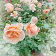 ヒメ日記 2025/11/16 17:51 投稿 静香／しずか 五反田アネージュ（ユメオト）