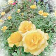 ヒメ日記 2025/11/21 00:38 投稿 静香／しずか 五反田アネージュ（ユメオト）