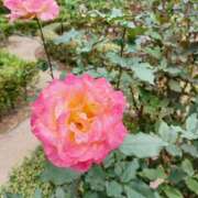 ヒメ日記 2025/12/21 17:42 投稿 静香／しずか 五反田アネージュ（ユメオト）