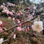 ヒメ日記 2026/02/16 12:32 投稿 静香／しずか 五反田アネージュ（ユメオト）