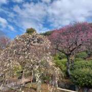 ヒメ日記 2026/02/20 03:07 投稿 静香／しずか 五反田アネージュ（ユメオト）