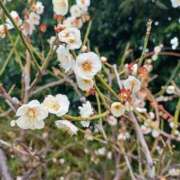 ヒメ日記 2026/03/19 07:42 投稿 静香／しずか 五反田アネージュ（ユメオト）