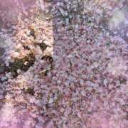 ヒメ日記 2026/04/05 02:27 投稿 静香／しずか 五反田アネージュ（ユメオト）