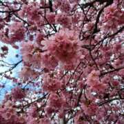 ヒメ日記 2026/04/05 02:44 投稿 静香／しずか 五反田アネージュ（ユメオト）