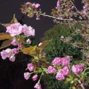 ヒメ日記 2026/04/16 00:01 投稿 静香／しずか 五反田アネージュ（ユメオト）