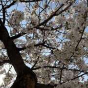 ヒメ日記 2025/04/17 09:26 投稿 りく 快楽玉乱堂