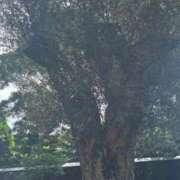 ヒメ日記 2025/10/27 09:26 投稿 りく 快楽玉乱堂