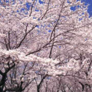 ヒメ日記 2025/03/29 09:16 投稿 藤原 あゆみ 30代40代50代と遊ぶなら博多人妻専科24時