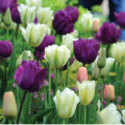 ヒメ日記 2025/04/09 18:24 投稿 藤原 あゆみ 30代40代50代と遊ぶなら博多人妻専科24時