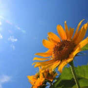 ヒメ日記 2025/08/23 10:12 投稿 藤原 あゆみ 30代40代50代と遊ぶなら博多人妻専科24時