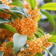 ヒメ日記 2025/10/31 08:00 投稿 藤原 あゆみ 30代40代50代と遊ぶなら博多人妻専科24時