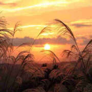 ヒメ日記 2025/11/10 16:48 投稿 藤原 あゆみ 30代40代50代と遊ぶなら博多人妻専科24時