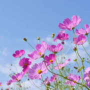 ヒメ日記 2025/11/17 16:45 投稿 藤原 あゆみ 30代40代50代と遊ぶなら博多人妻専科24時