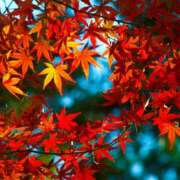 ヒメ日記 2025/11/18 09:22 投稿 藤原 あゆみ 30代40代50代と遊ぶなら博多人妻専科24時