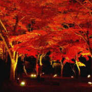 ヒメ日記 2025/11/30 23:28 投稿 藤原 あゆみ 30代40代50代と遊ぶなら博多人妻専科24時