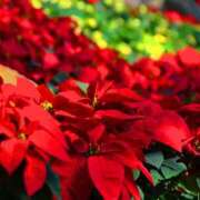 ヒメ日記 2025/12/05 22:40 投稿 藤原 あゆみ 30代40代50代と遊ぶなら博多人妻専科24時