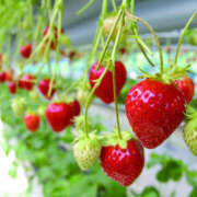 ヒメ日記 2026/01/19 11:26 投稿 藤原 あゆみ 30代40代50代と遊ぶなら博多人妻専科24時