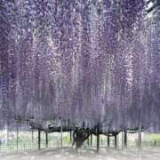 ヒメ日記 2026/04/21 09:33 投稿 藤原 あゆみ 30代40代50代と遊ぶなら博多人妻専科24時