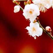 ヒメ日記 2025/01/31 03:27 投稿 星川　美貴 30代40代50代と遊ぶなら博多人妻専科24時