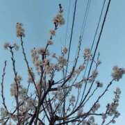 ヒメ日記 2025/03/14 17:14 投稿 星川　美貴 30代40代50代と遊ぶなら博多人妻専科24時