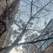 ヒメ日記 2025/03/25 17:46 投稿 星川　美貴 30代40代50代と遊ぶなら博多人妻専科24時