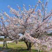 ヒメ日記 2025/04/10 21:12 投稿 星川　美貴 30代40代50代と遊ぶなら博多人妻専科24時