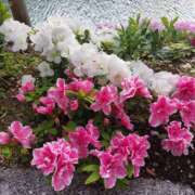 ヒメ日記 2025/04/24 14:48 投稿 星川　美貴 30代40代50代と遊ぶなら博多人妻専科24時