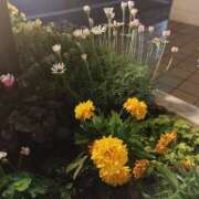 ヒメ日記 2025/06/10 09:09 投稿 星川　美貴 30代40代50代と遊ぶなら博多人妻専科24時