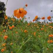 ヒメ日記 2025/09/17 06:47 投稿 星川　美貴 30代40代50代と遊ぶなら博多人妻専科24時