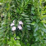 ヒメ日記 2025/10/21 01:49 投稿 星川　美貴 30代40代50代と遊ぶなら博多人妻専科24時