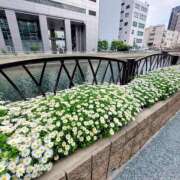 ヒメ日記 2026/04/17 18:38 投稿 星川　美貴 30代40代50代と遊ぶなら博多人妻専科24時