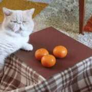 ヒメ日記 2024/12/12 09:34 投稿 田辺 ちか 30代40代50代と遊ぶなら博多人妻専科24時