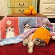 ヒメ日記 2025/01/20 11:27 投稿 田辺 ちか 30代40代50代と遊ぶなら博多人妻専科24時